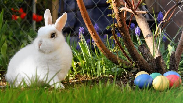 Кролик и пасхальные яйца, архивное фото - Sputnik Lietuva