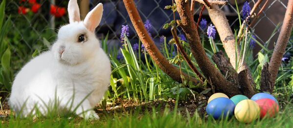 Кролик и пасхальные яйца, архивное фото Кролик и пасхальные яйца, архивное фото - Sputnik Lietuva