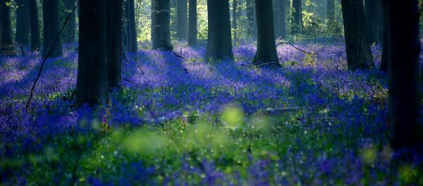 Дикие колокольчики (Гиацинтовое семейство) во время цветения в бельгийском лесу Дикие колокольчики (Гиацинтовое семейство) во время цветения в бельгийском лесу - Sputnik Lietuva