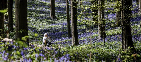 Цветение гиацинтов в лесу Халлербос в Бельгии Цветение гиацинтов в лесу Халлербос в Бельгии - Sputnik Lietuva