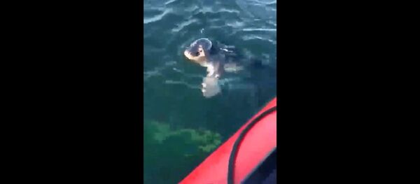 В Калининградской области детеныш тюленя забрался в лодку к рыбакам - Sputnik Lietuva