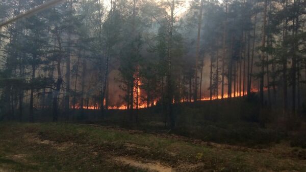 Лесной пожар в Белоруссии, Столинский район - Sputnik Литва