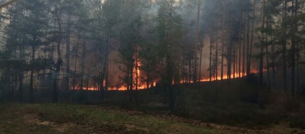 Лесной пожар в Белоруссии, Столинский район - Sputnik Литва