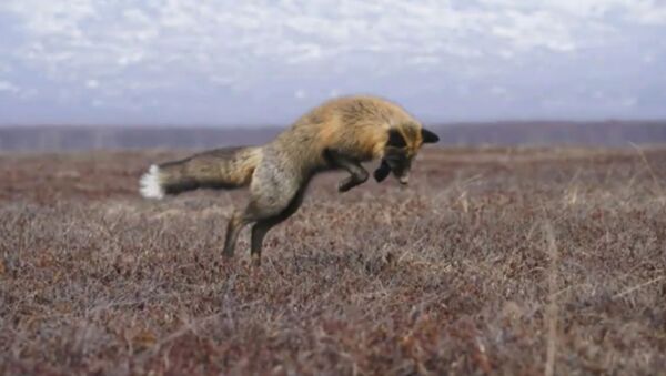 На Камчатке показали, как забавно охотятся лисы - Sputnik Литва