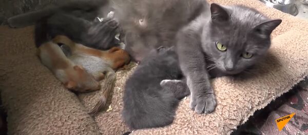 Krymo parke katė priėmė auginimui voveriukus Krymo parke katė priėmė auginimui voveriukus - Sputnik Lietuva