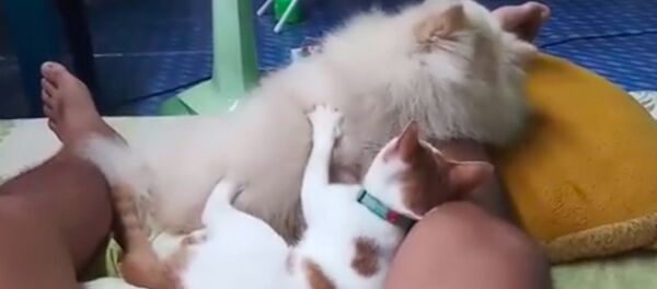 В Сети появилось видео, как кошка делает собаке массаж - Sputnik Литва