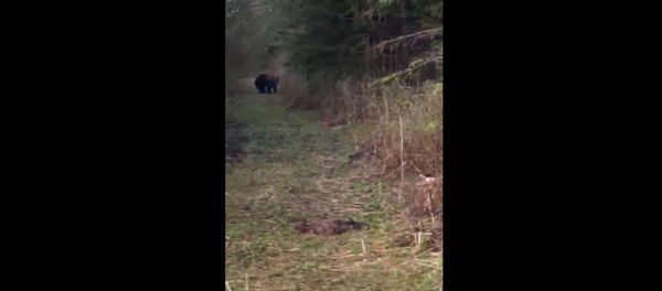 Женщина в Центральной Эстонии дважды встретила медведя по дороге в магазин Женщина в Центральной Эстонии дважды встретила медведя по дороге в магазин - Sputnik Литва