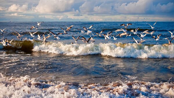 Чайки над балтийским морем, архивное фото - Sputnik Lietuva