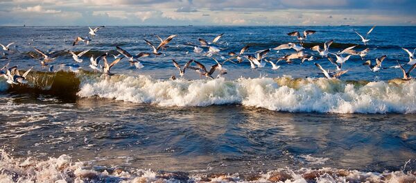 Чайки над балтийским морем, архивное фото - Sputnik Литва