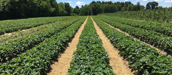 Клубничные кусты, архивное фото - Sputnik Литва