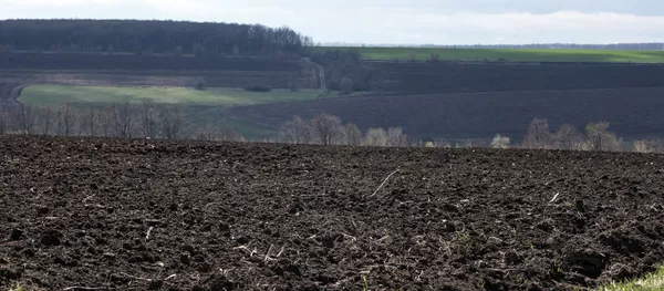 Laukas Laukas - Sputnik Lietuva