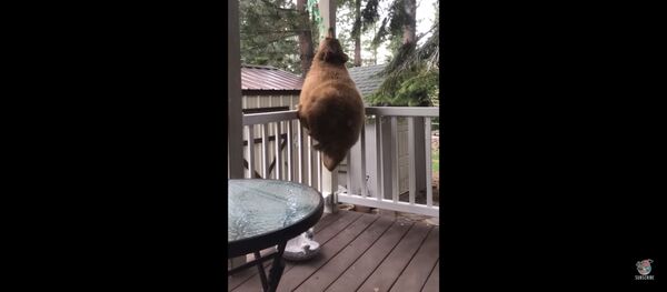 Соседи прикормили: в США во дворе жилого дома поселились медвежата - Sputnik Литва