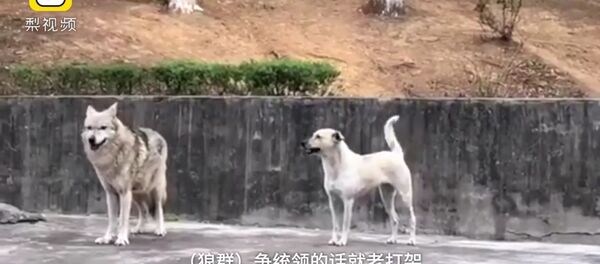 Собака подружилась с волками - Sputnik Литва