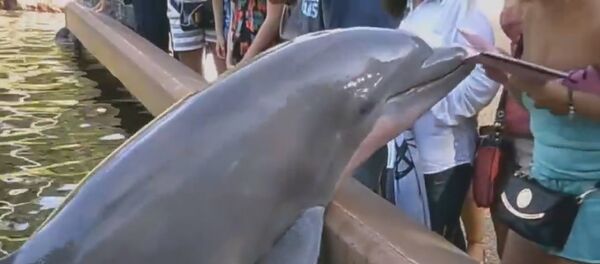 Dolphin Steals Woman's iPad Dolphin Steals Woman's iPad - Sputnik Lietuva