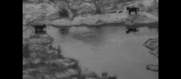 Lietuvos pasieniečiai parodė dviejų vilkų ir bebro susidūrimo vaizdo įrašą Lietuvos pasieniečiai parodė dviejų vilkų ir bebro susidūrimo vaizdo įrašą - Sputnik Lietuva