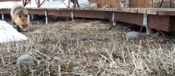 Самец норки устроил настоящий скандал на кордоне Травяной на берегу Курильского озера - Sputnik Литва