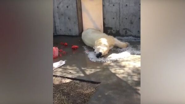 В США сняли на видео, как белый медведь катается в кубиках льда - Sputnik Литва