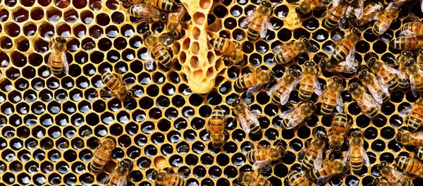 Пчелы породы бакфаст, архивное фото Пчелы породы бакфаст, архивное фото - Sputnik Литва