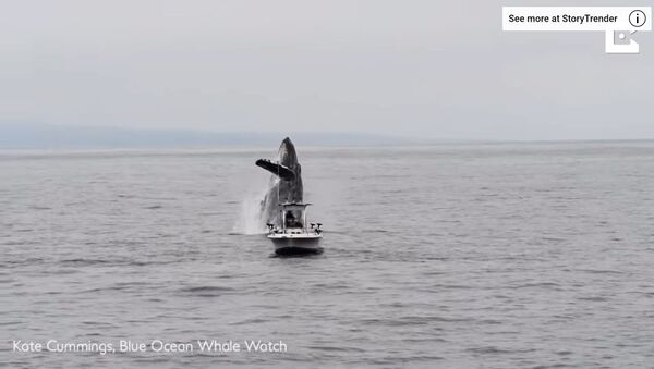 Прыжок кита сняли на видео - Sputnik Литва