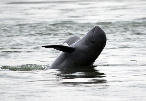 Иравадийский дельфин - Sputnik Литва