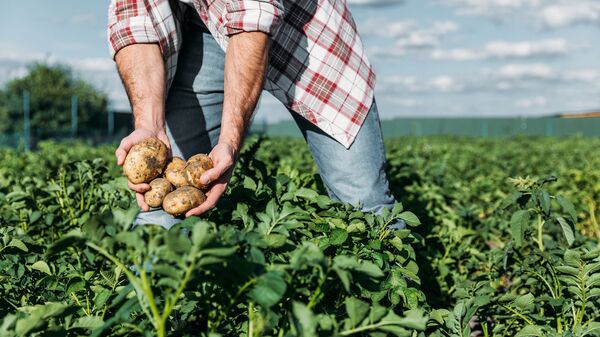 Фермер выращивает картофель, архивное фото - Sputnik Литва
