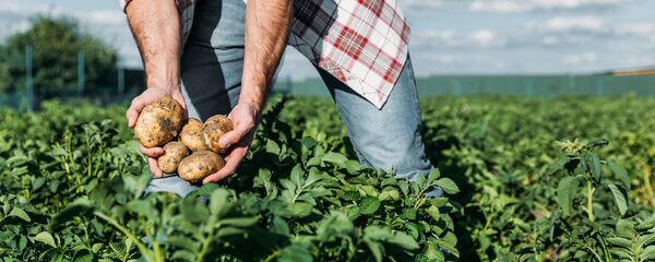 Фермер выращивает картофель, архивное фото - Sputnik Литва