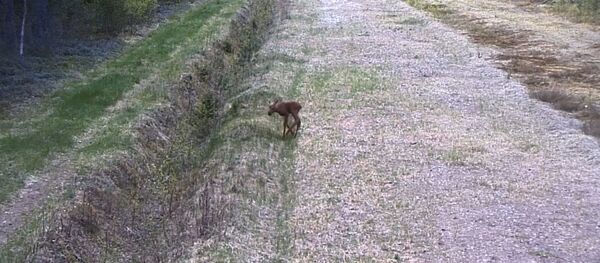 Литовские пограничники сняли на видео заблудившегося олененка - Sputnik Литва