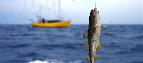 Треска на удочке на фоне моря, архивное фото Треска на удочке на фоне моря, архивное фото - Sputnik Литва