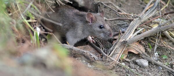 Крыса в норке в Юнтоловском заказнике, архивное фото - Sputnik Литва