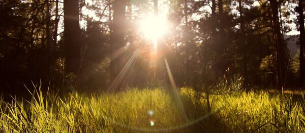 Закат в лесу, архивное фото Закат в лесу, архивное фото - Sputnik Литва