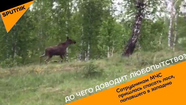 В Челябинске спасли лося, застрявшего в железной решетке - Sputnik Литва