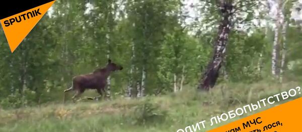 В Челябинске спасли лося, застрявшего в железной решетке В Челябинске спасли лося, застрявшего в железной решетке - Sputnik Литва