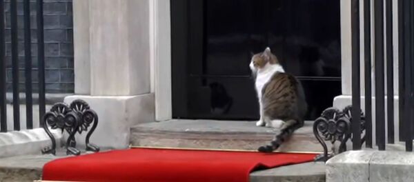 Кот Ларри из офиса Мэй прошелся по ковровой дорожке для Трампа - Sputnik Литва