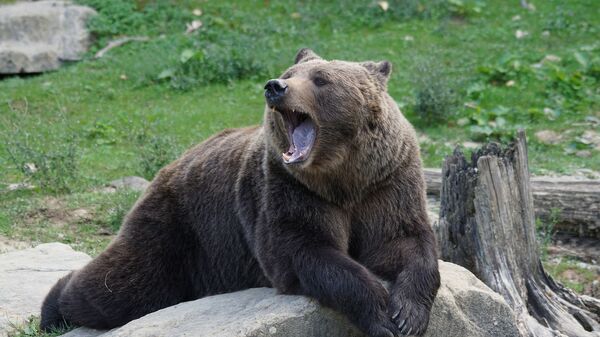 Бурый медведь, архивное фото - Sputnik Литва