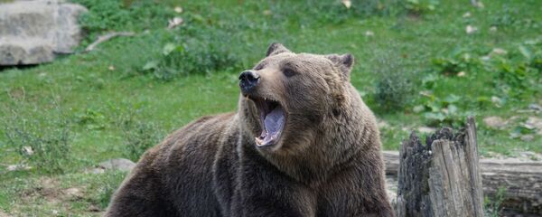 Бурый медведь, архивное фото - Sputnik Литва