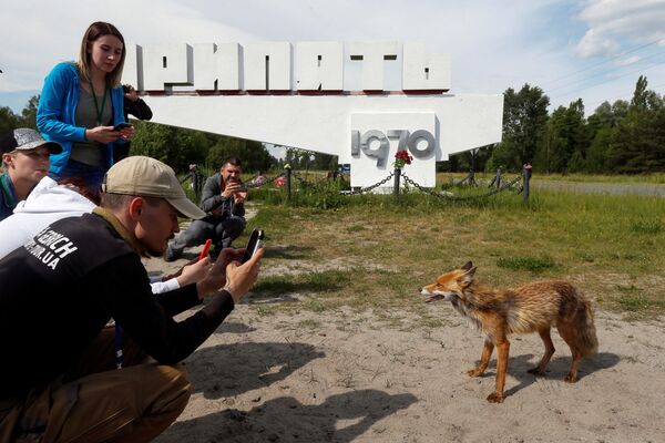 Туристы фотографируют лису в заброшенном городе Припять, недалеко от Чернобыльской АЭС, Украина, 2 июня 2019 года - Sputnik Литва