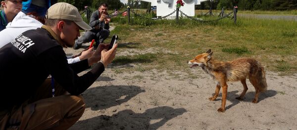 Туристы фотографируют лису в заброшенном городе Припять, недалеко от Чернобыльской АЭС, Украина, 2 июня 2019 года - Sputnik Литва