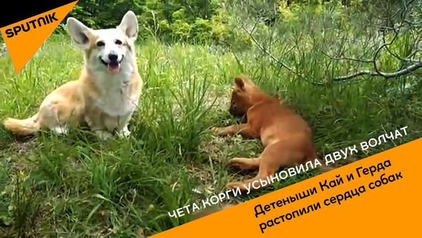 Чета корги усыновила двух волчат - Sputnik Литва