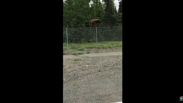 В Сети появилось видео, как медведь перелезает через колючую проволоку - Sputnik Литва