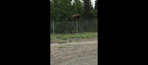 В Сети появилось видео, как медведь перелезает через колючую проволоку В Сети появилось видео, как медведь перелезает через колючую проволоку - Sputnik Lietuva