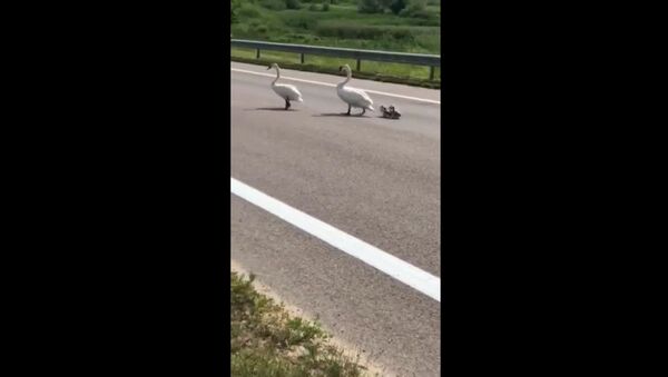 Опубликовано видео, как лебеди переходят дорогу в Шяуляйском районе - Sputnik Lietuva