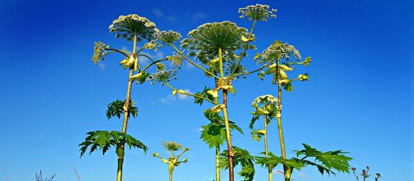 Гигантский борщевик, архивное фото Гигантский борщевик, архивное фото - Sputnik Lietuva