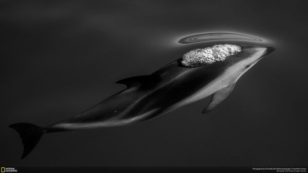 Снимок Dusky Dolphins фотографа Scott Portelli, занявший третье место в категории Nature конкурса National Geographic Travel Photo 2019 - Sputnik Литва