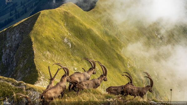 Снимок King Of The Alps фотографа Jonas Schäfer, получивший особое упоминание в категории Nature конкурса National Geographic Travel Photo 2019  - Sputnik Lietuva