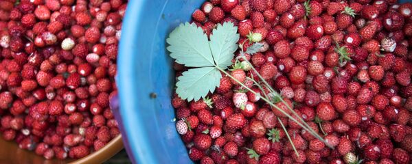Сбор земляники, архивное фото - Sputnik Литва