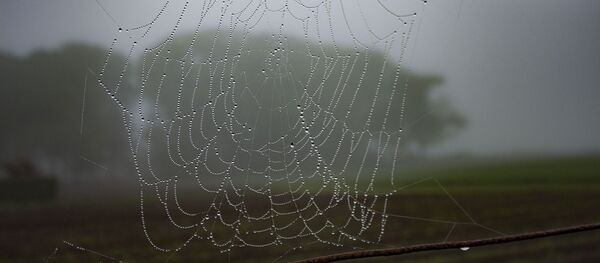 Паутина под дождем, архивное фото - Sputnik Литва
