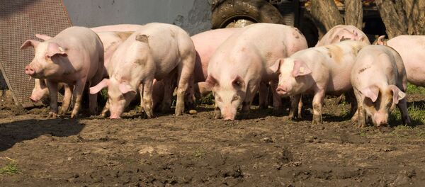 Свиньи, архивное фото Свиньи, архивное фото - Sputnik Литва