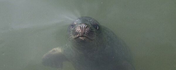 Идеальный слух: как поют серые тюлени Идеальный слух: как поют серые тюлени - Sputnik Литва