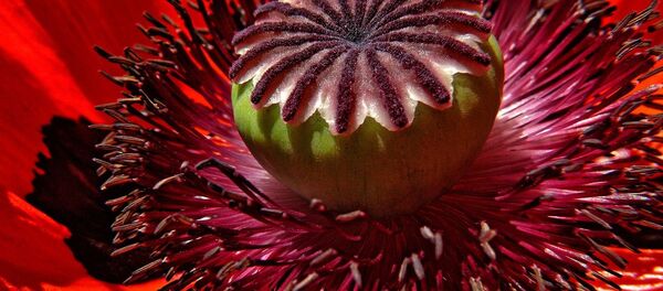 Мак - Sputnik Литва