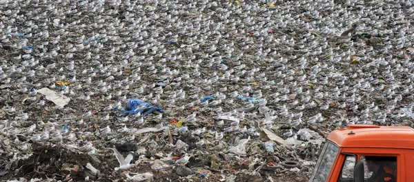 Свалка на Волхонском шоссе в Ленинградской области - Sputnik Lietuva